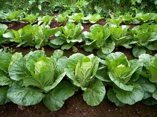 Chinese cabbage field in Japan