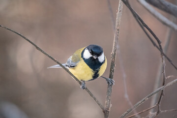 Cute bird Great tit, songbird sitting on a branch without leaves in the autumn or winter.