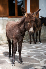 Spanish donkey in freedom in a park of care of the species
