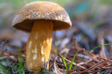 Wild mushroom growing in the Forest of southern Europe