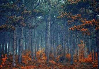 beautiful autumn forest in the mist