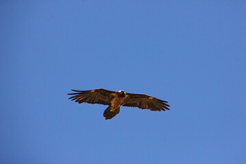 Silhouette of an eagle against the backdrop of a beautiful sunrise