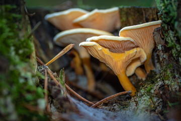Wild mushroom growing in the Forest of southern Europe