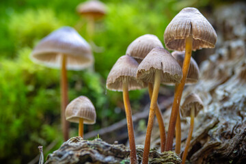 Liberty cap psychedelic mushrooms growing wild in the forest