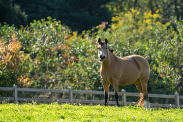 Horses on a farm stading in the grass on a sunny day  in the meadow