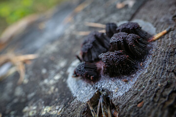 Wild mushroom growing in the Forest of southern Europe
