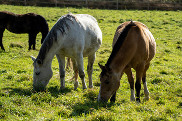 Horses on a farm stading in the grass on a sunny day  in the meadow