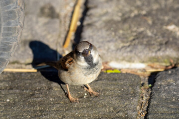 Sparrow bird looking at the camera on a sunny day