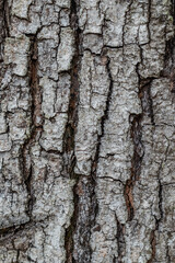 Fototapeta premium bark of a tree texture for background