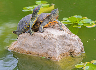red-eared turtle basking in the sun