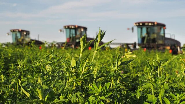 Green field of alfalfa on blurred background combine harvester