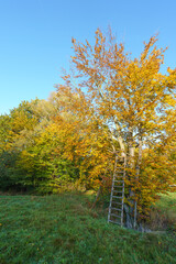 Naklejka premium Streuobst im Herbst