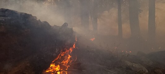 fire in the forest