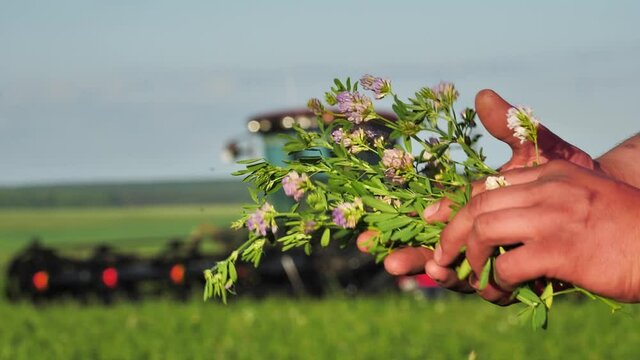 Green stem of alfalfa clover in hand farmer in background agricultural machinery