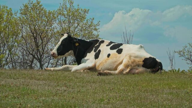 Cow resting on a hill