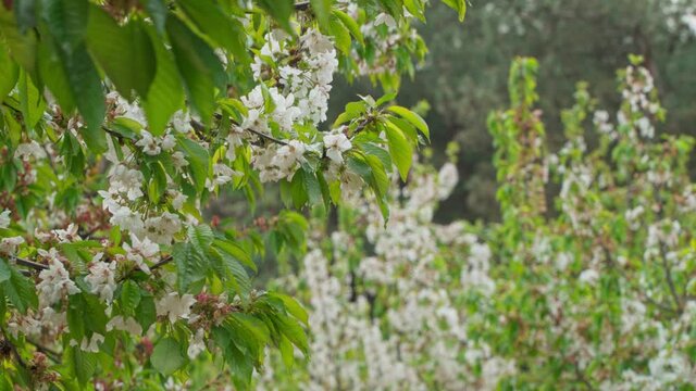 Flowering cherries