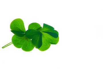 green clover leaves isolated on white background. St.Patrick 's Day