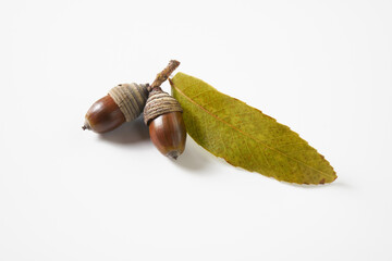 シラカシのドングリを白バックで © manbo-photo