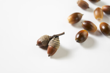 シラカシのドングリを白バックで