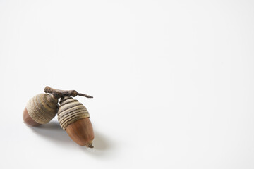 シラカシのドングリを白バックで