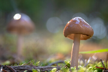 Wild mushrooms glistening in the sunshine of sunrise in the forest