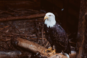 american bald eagle