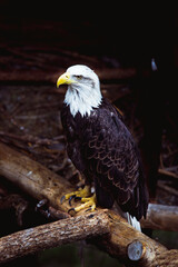 american bald eagle