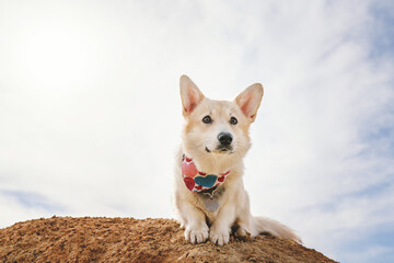 portrait of a corgie dog