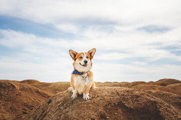 portrait of a corgie dog