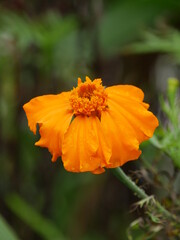 orange marigold flower