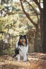 rough collie dog