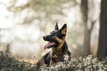german shepherd dog