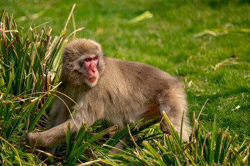 Macaque
