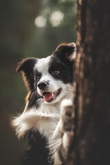 border collie dog