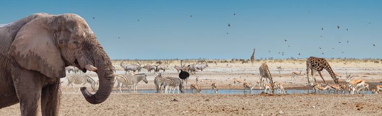 Wild African animals on the waterhole in Etosha National Park, Namibia. Panorama landscape of savannah with an elephant, giraffes, herds of zebras and antelopes - view of wildlife of Africa.