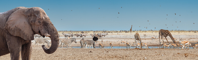 Wild African animals on the waterhole in Etosha National Park, Namibia. Panorama landscape of...