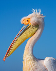 Great White Pelican, close-up portrait. Head of Pelican close-up, side view.