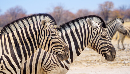 Fototapeta na wymiar Plain zebras in the Etosha National Park, close-up. Portrait of two striped zebra in the African savanna of Namibia.