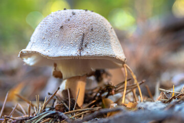 Wild mushroom growing in the Forest of southern Europe