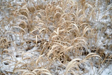 Autumn frosty view of dry grass on field. Yellow dry grass is covered with snow in close-up. First frosts in village meadow and first snow