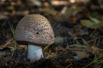 Amanite rougissante AKA Golmotee or Blusher mushroom growing in the forest
