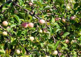 Fruits of the Apple tree close-up on the background of leaves in summer
