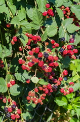 Ripening fruits of black raspberries close-up on the background of leaves in summer