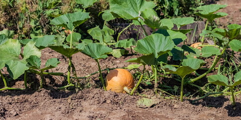 Obraz premium Ripening Pumpkin fruit and leaves on a branch against a background of greenery and earth in summer