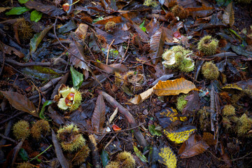 Closeup photo of a flower 