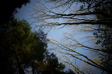 Fototapeta premium Impressions of an Irish forest