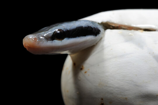 Taiwanese beauty snake (Elaphe taeniura friesei) birth 