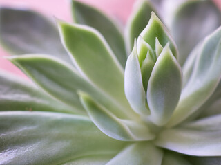 Close-up of leaves of a succulent plant of the species Echeveria pulidonis