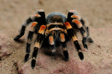 Mexican redknee tarantula (Brachypelma smithi)