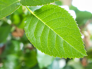 Green leaf of a rose with serrated margin